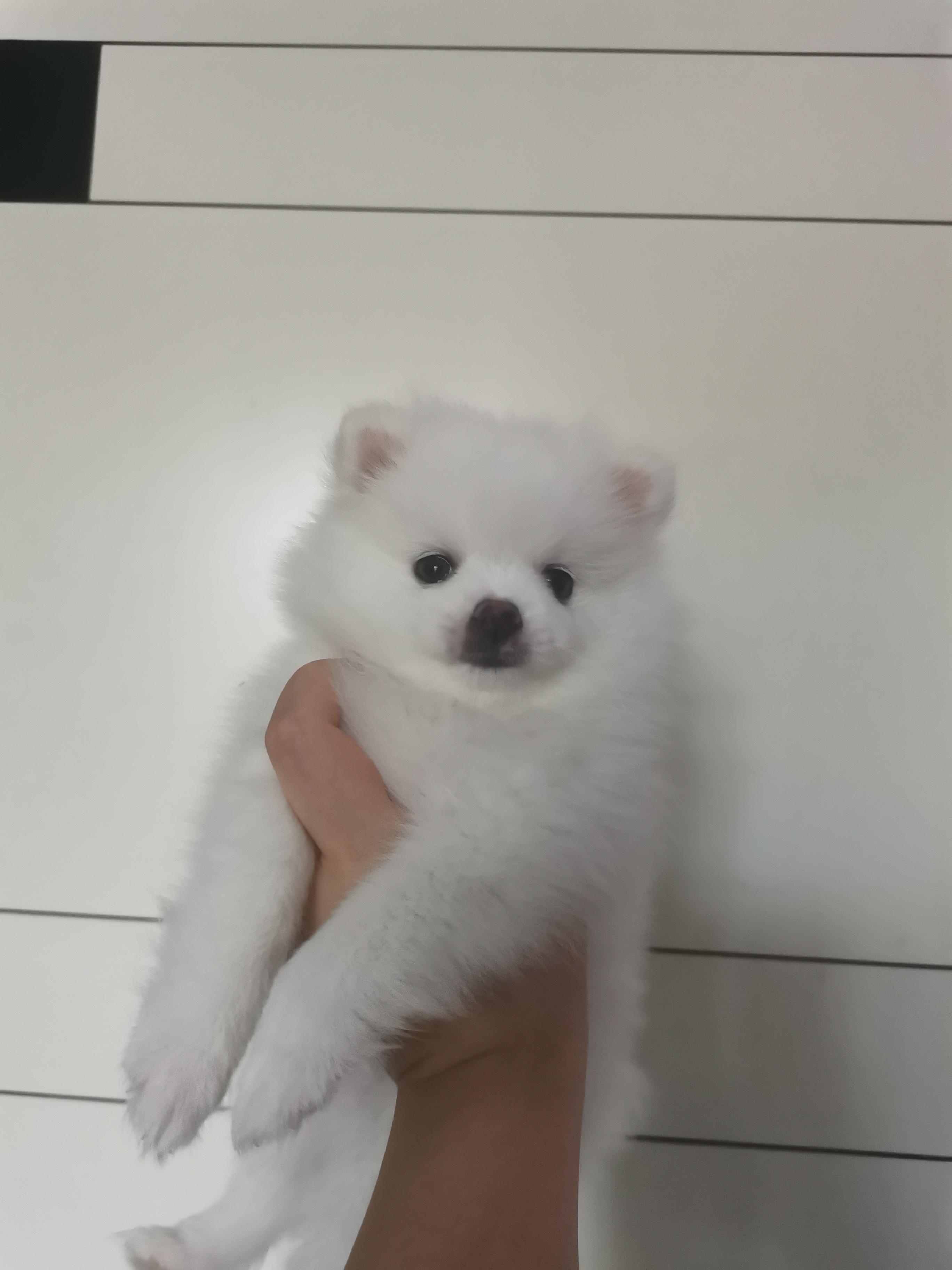 家养博美妹妹   已打一针疫苗